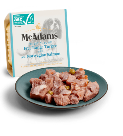 Tacchino ruspante con salmone norvegese McAdams - Parioli Toelettatura